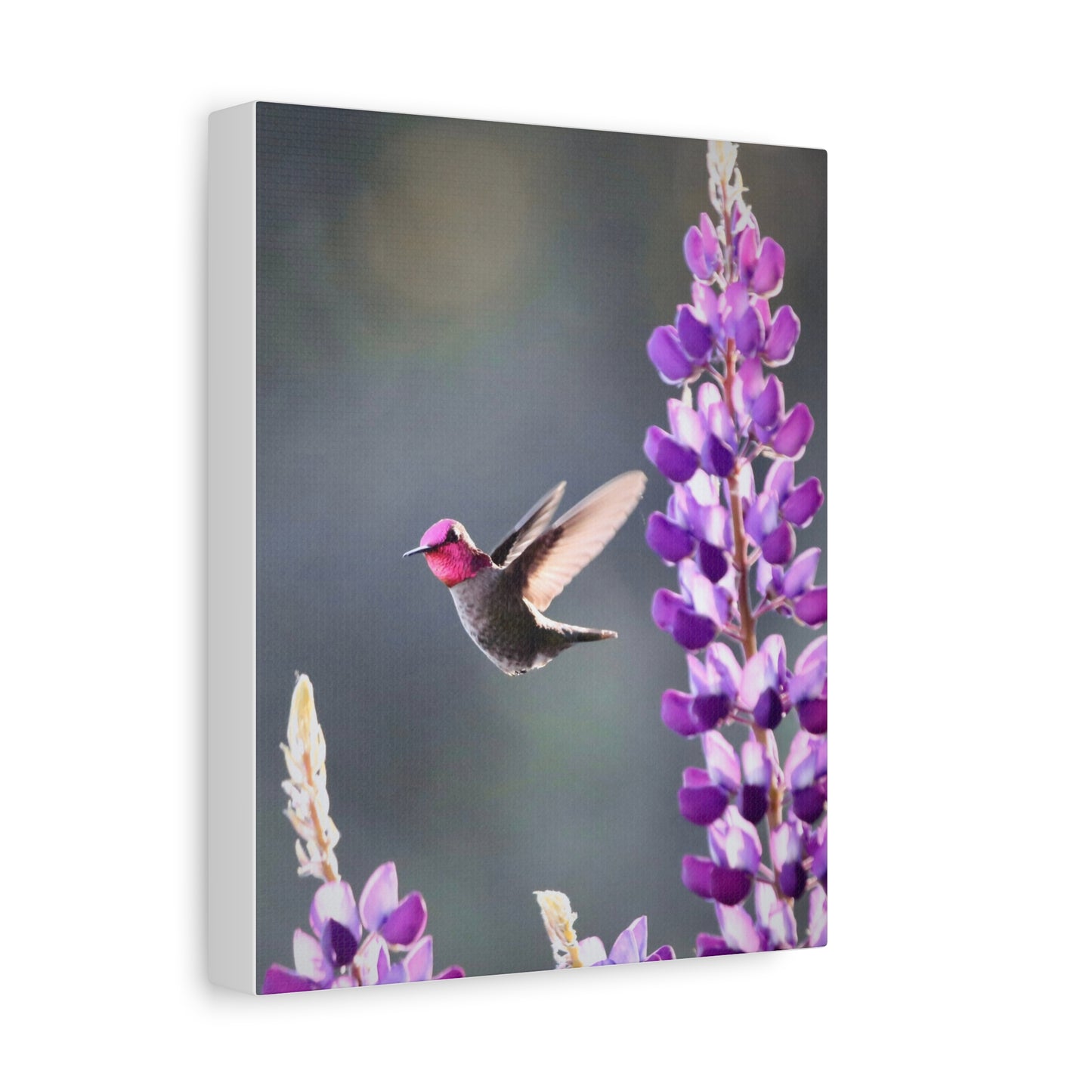 Hummingbird & Lupine Canvas Print — Matte Stretched Wall Art