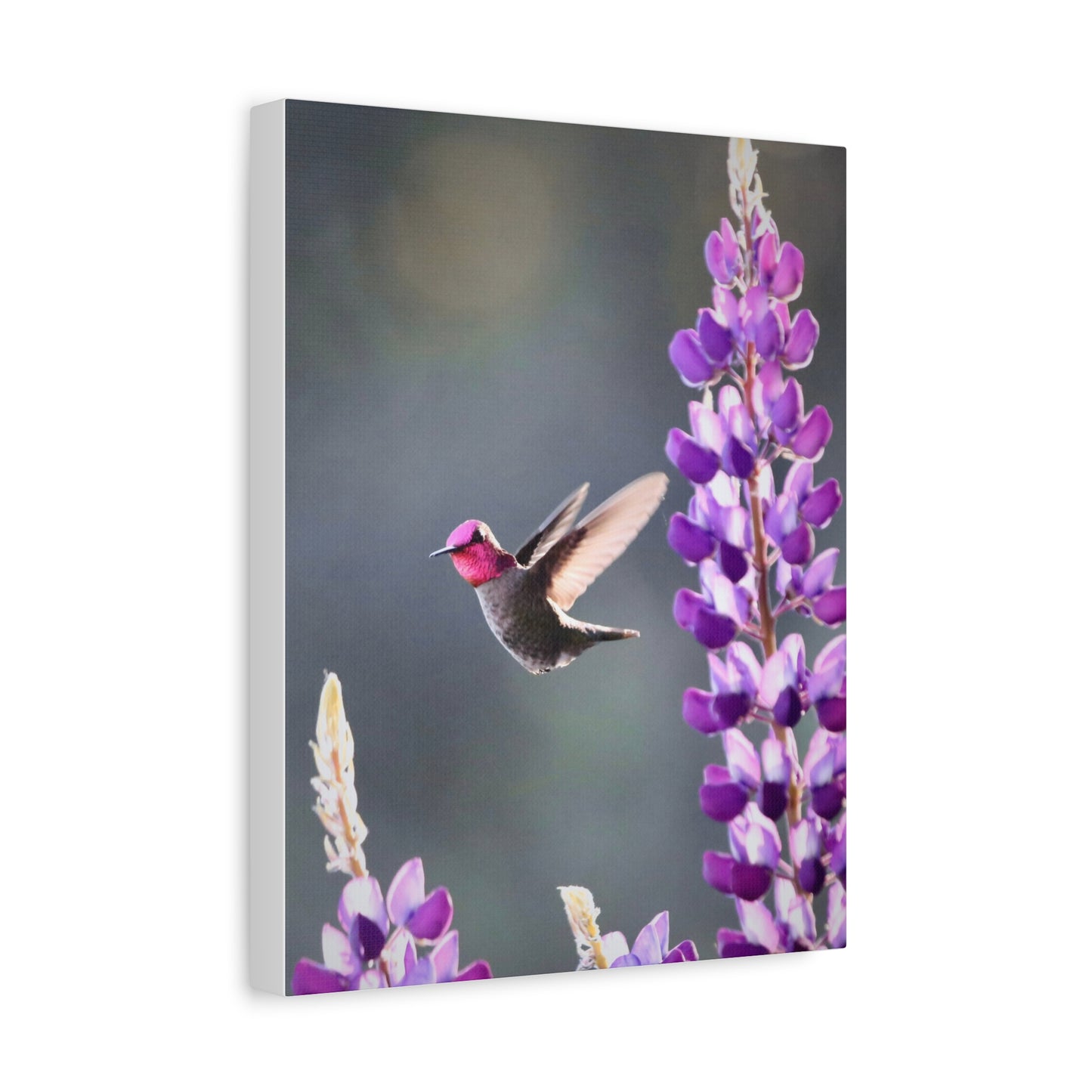 Hummingbird & Lupine Canvas Print — Matte Stretched Wall Art