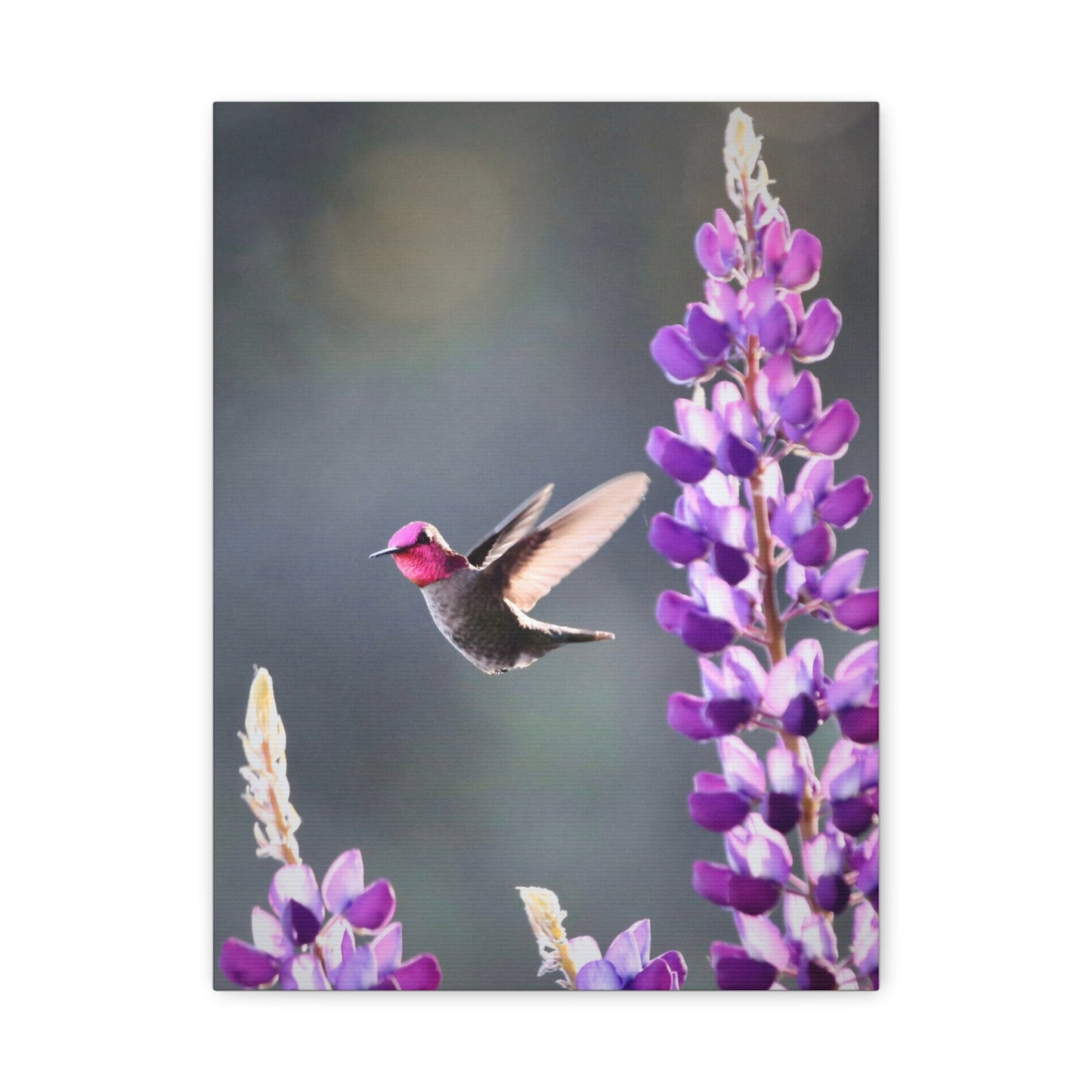 Hummingbird & Lupine Canvas Print — Matte Stretched Wall Art
