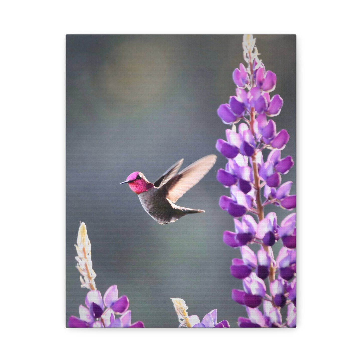 Hummingbird & Lupine Canvas Print — Matte Stretched Wall Art