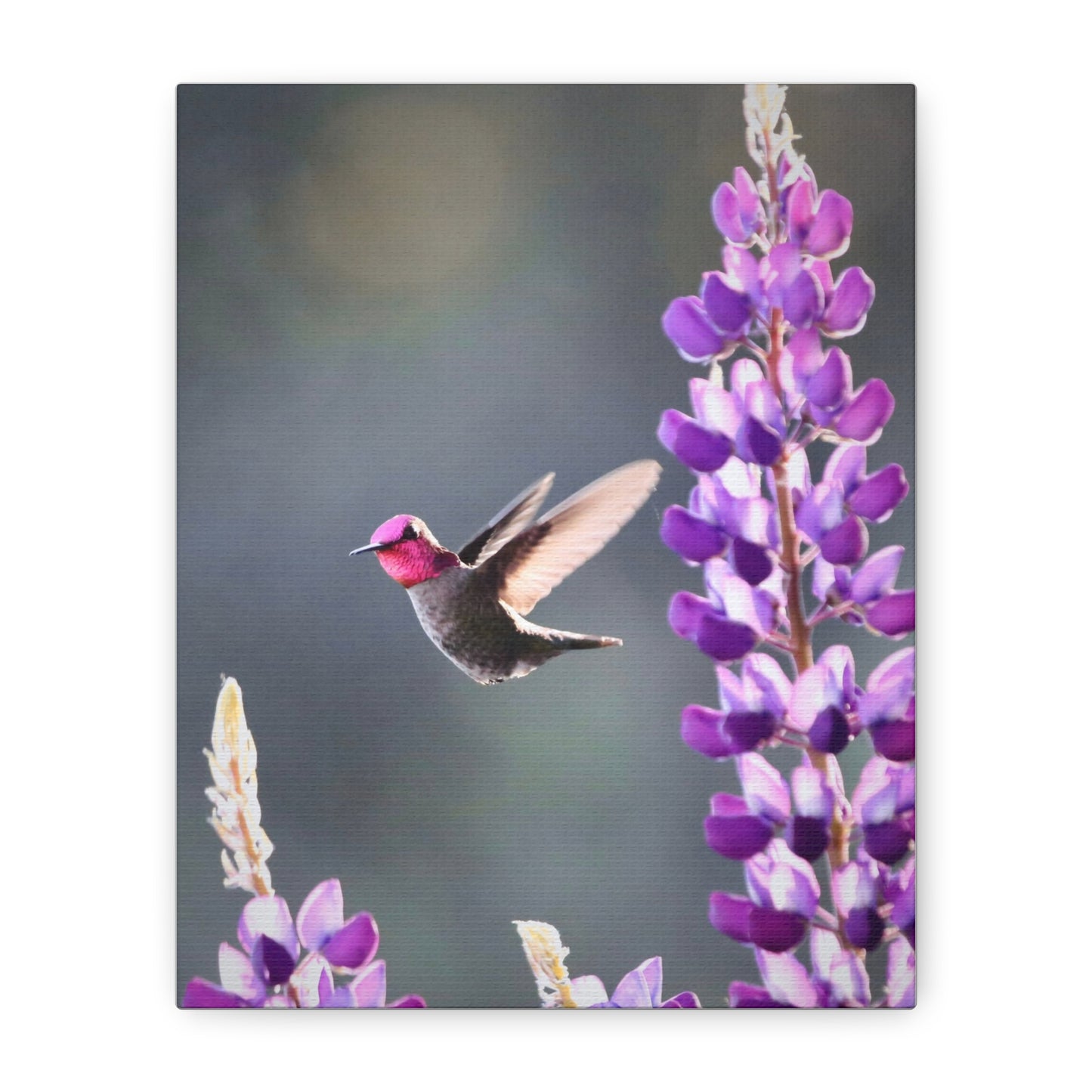 Hummingbird & Lupine Canvas Print — Matte Stretched Wall Art