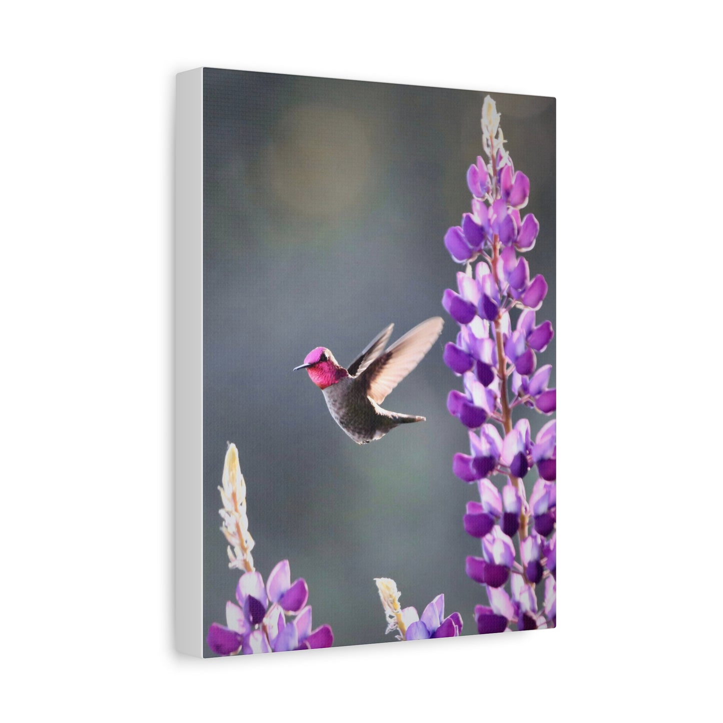 Hummingbird & Lupine Canvas Print — Matte Stretched Wall Art