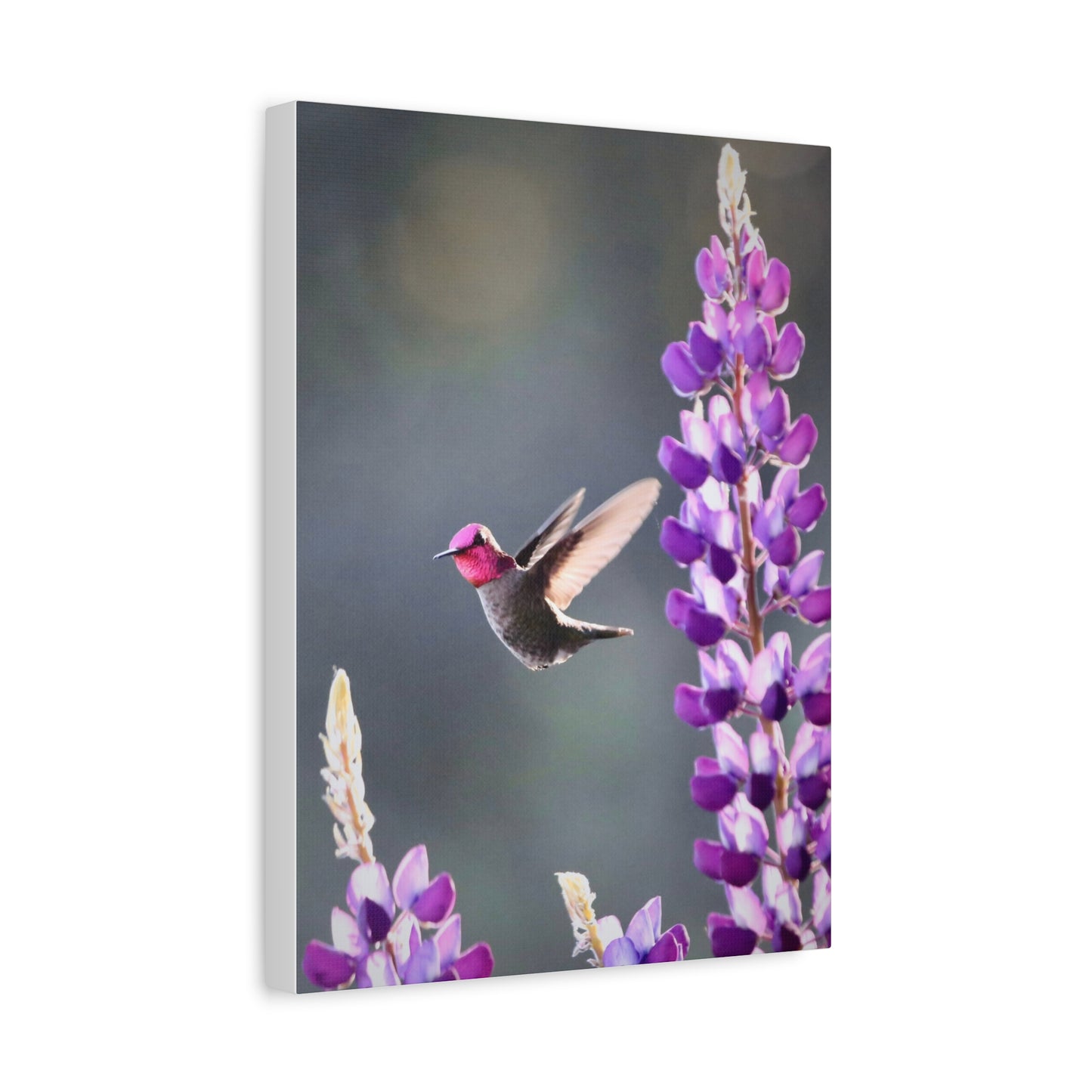Hummingbird & Lupine Canvas Print — Matte Stretched Wall Art