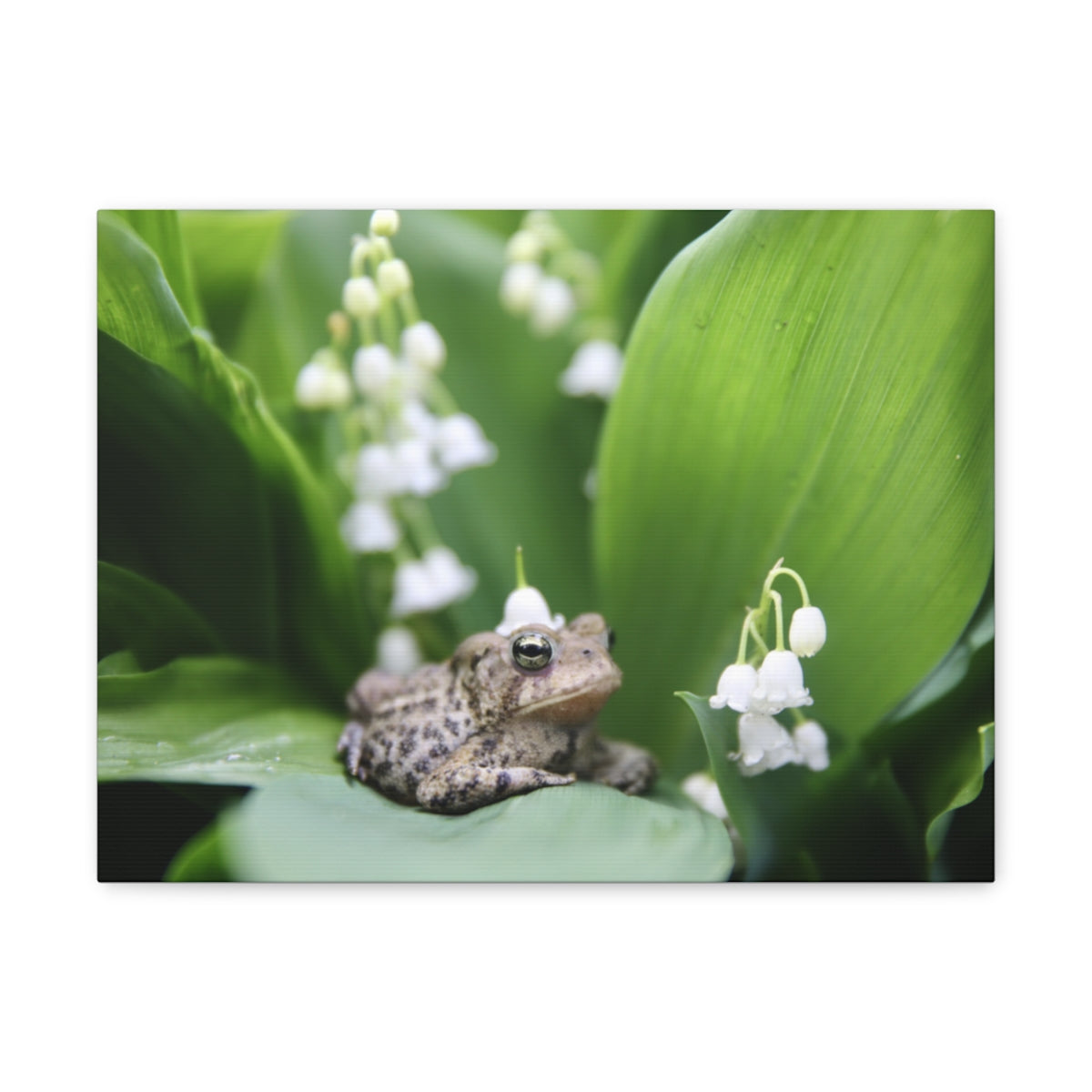 Toad and Lily - Canvas