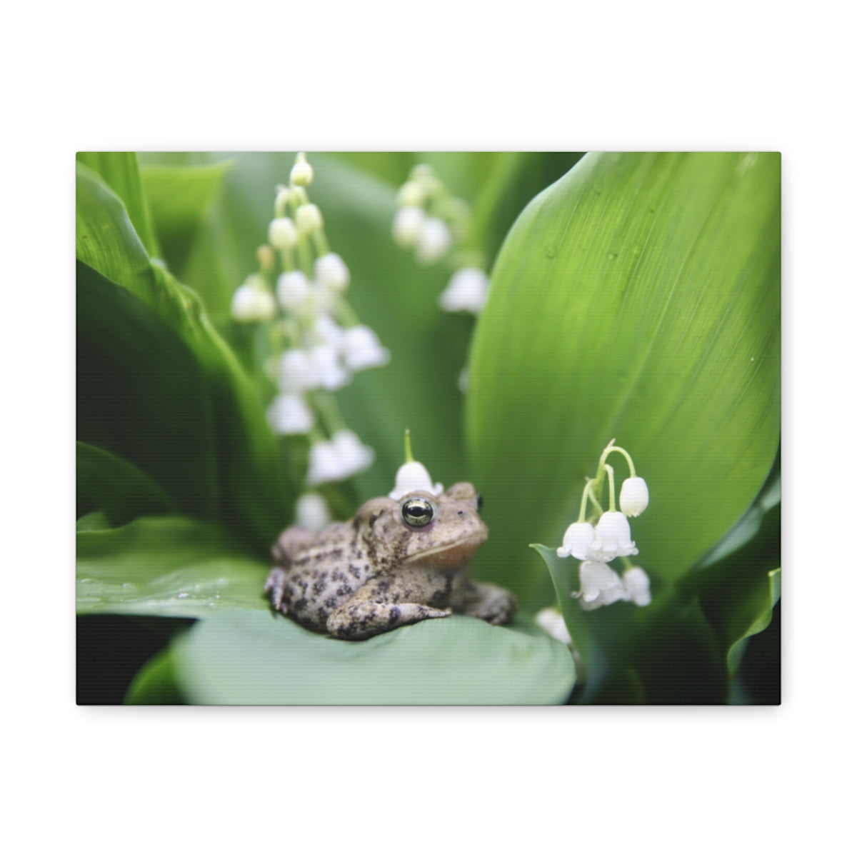 Toad and Lily - Canvas