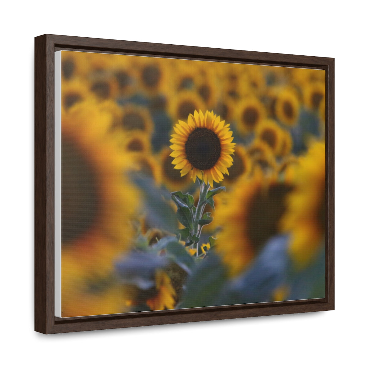 Field of Minnesota Sunflowers - Framed Canvas