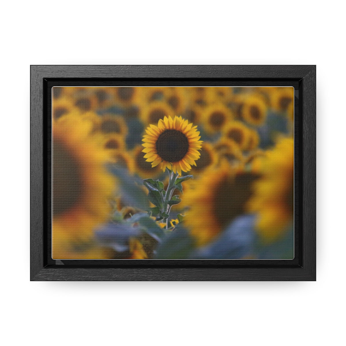 Field of Minnesota Sunflowers - Framed Canvas