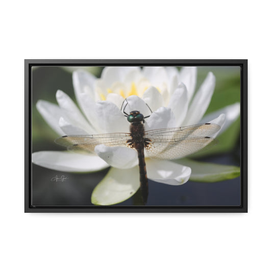Dragonfly Horizontal Canvas