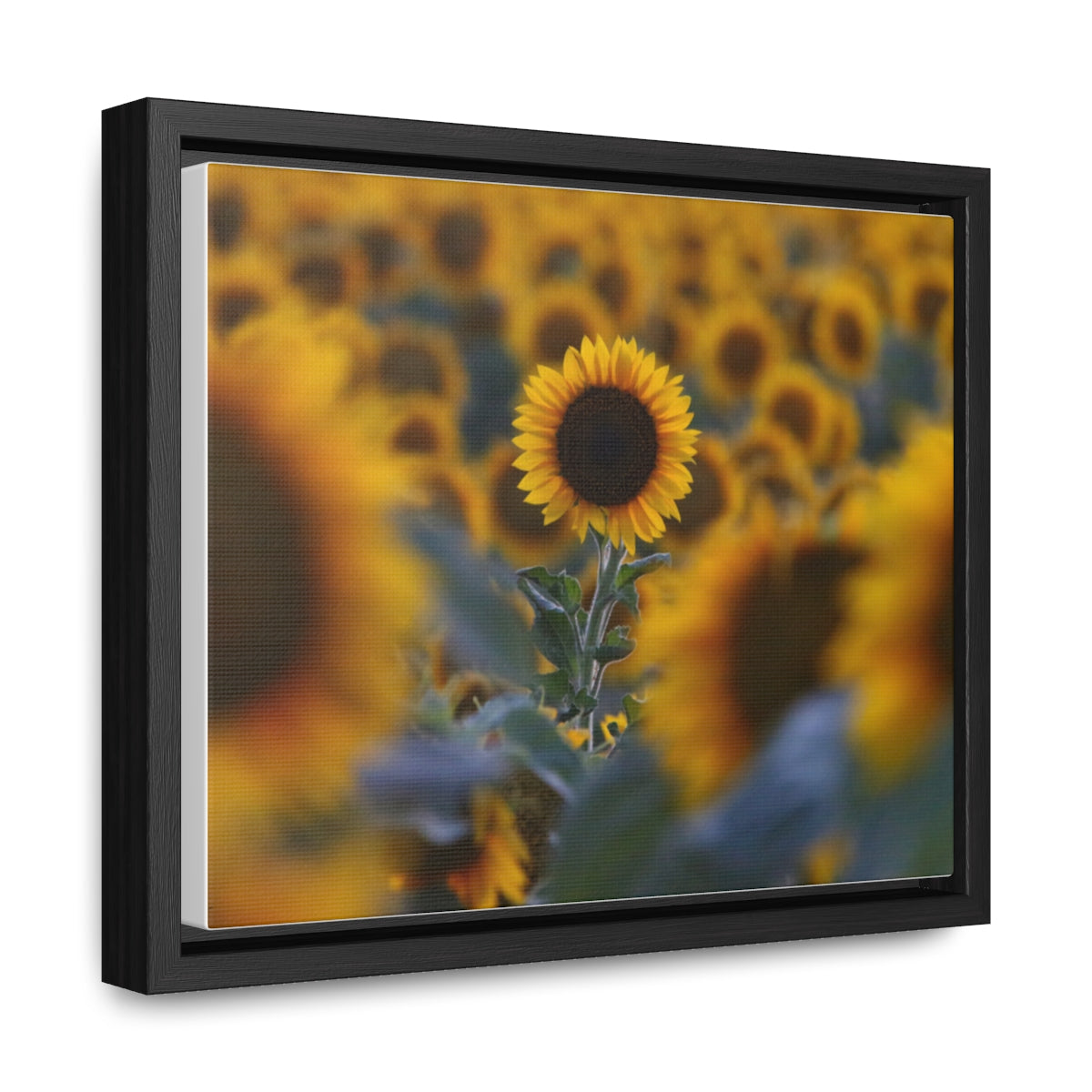 Field of Minnesota Sunflowers - Framed Canvas