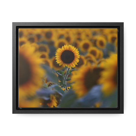Field of Minnesota Sunflowers - Framed Canvas