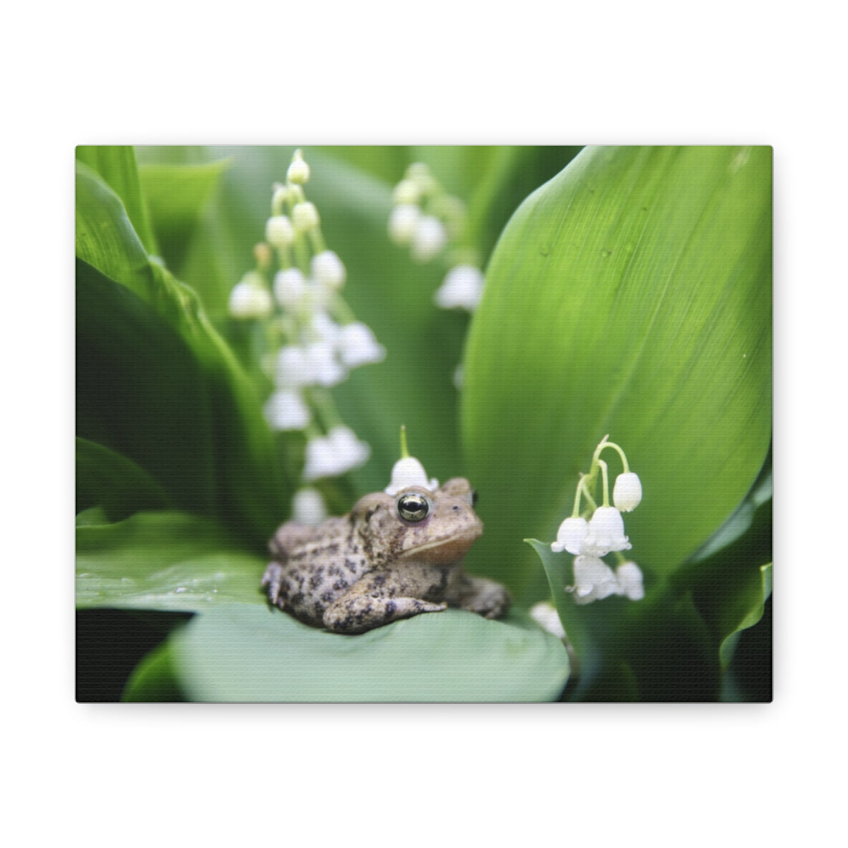 Toad and Lily - Canvas
