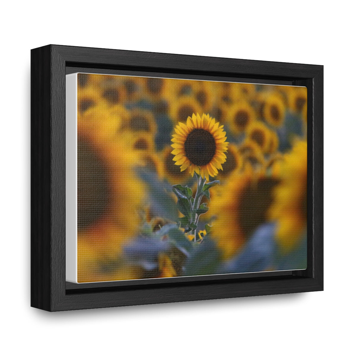 Field of Minnesota Sunflowers - Framed Canvas